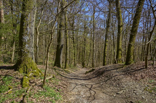 Forest path