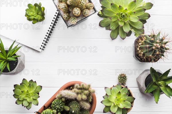 Top view plants wooden surface