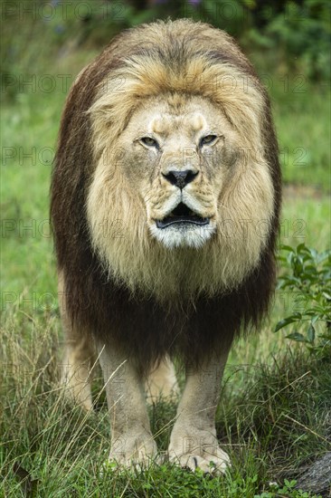 Barbary lion