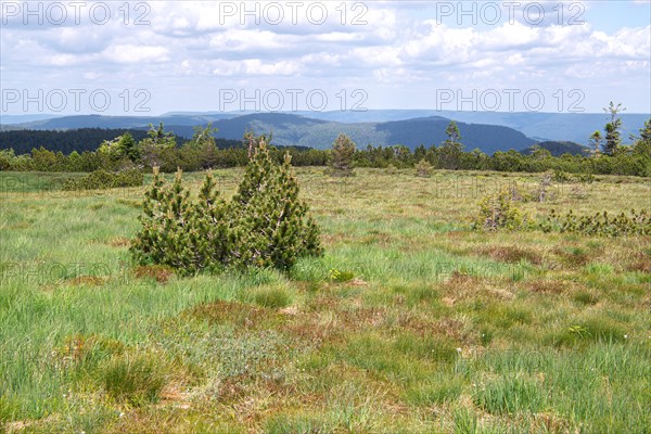 Landscape photograph Hornisgrinde