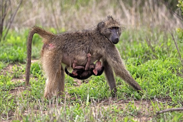 Bear baboon