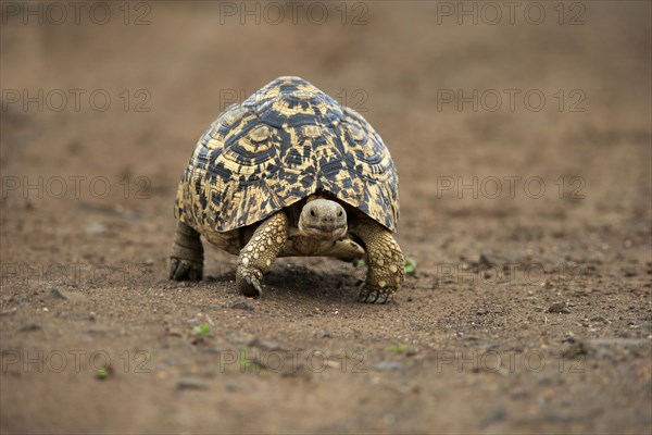 Leopard tortoise