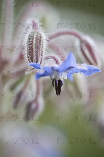 Borage