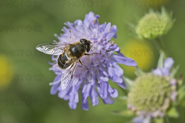 Glossy wedgewing
