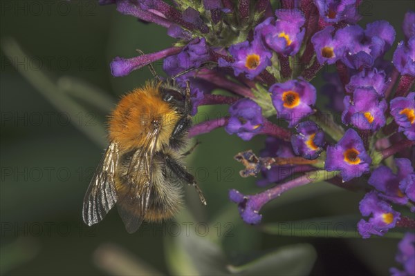 Common carder-bee