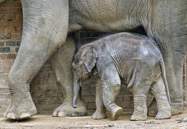 Asian elephant