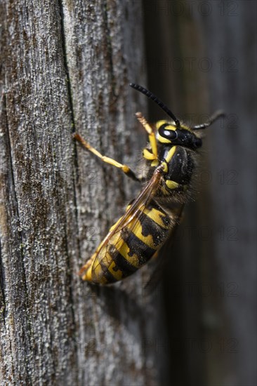 European paper wasp