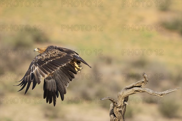 Tawny Eagle