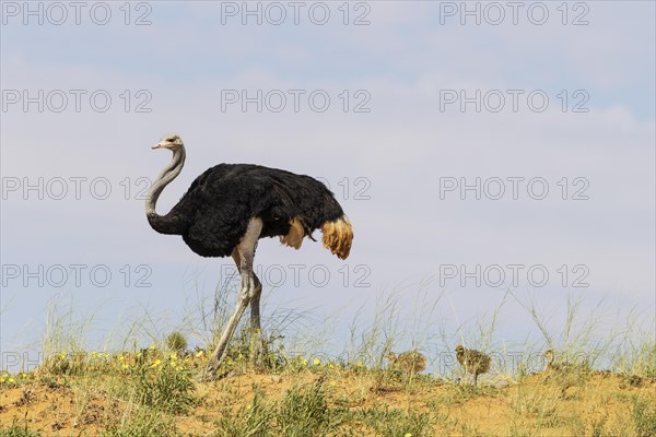 Ostrich