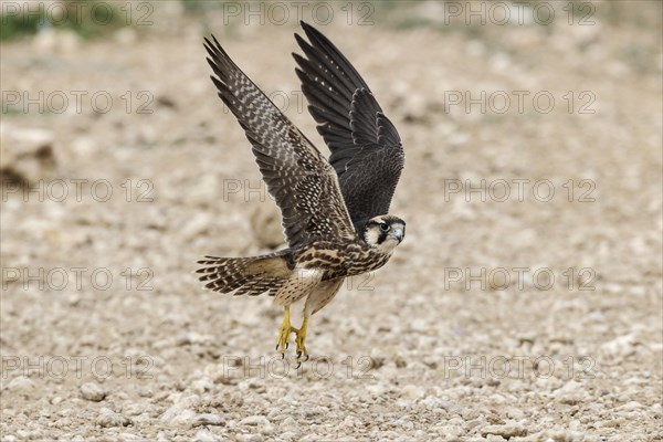 Lanner Falcon