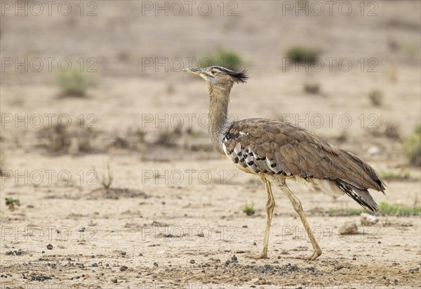 Kori Bustard