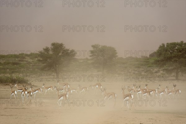 Springbok