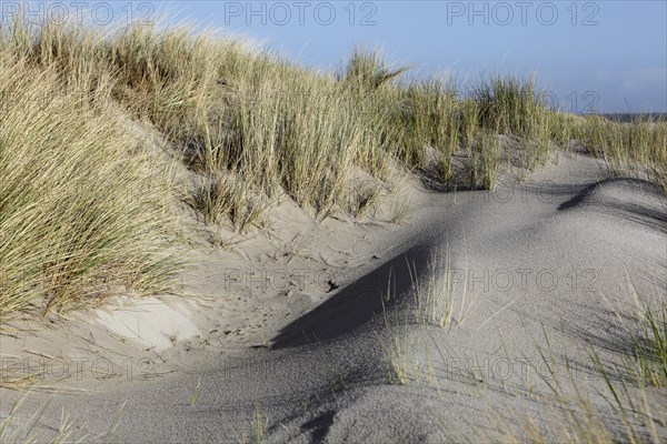 Dunes with beach grass on the island of Minsener Oog