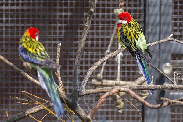 Eastern rosella