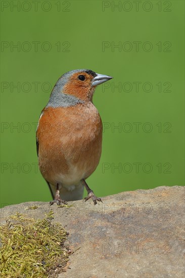 Common chaffinch