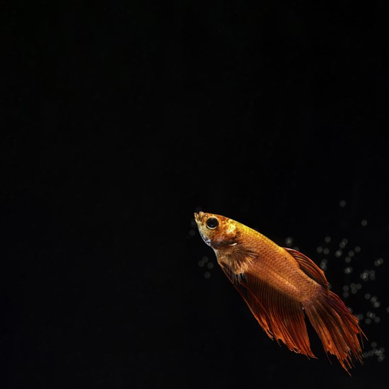 Golden half moon betta fish