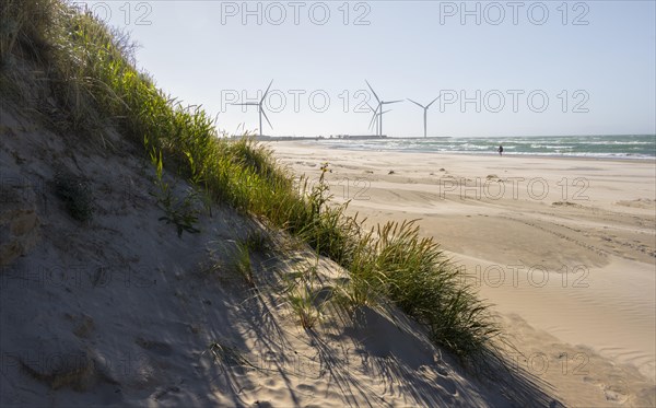 Dunes and sandy beach by the sea