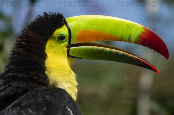 Keel-billed toucan