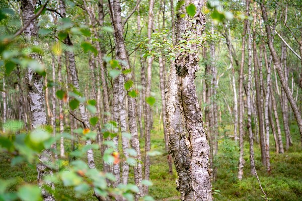 Bog birch