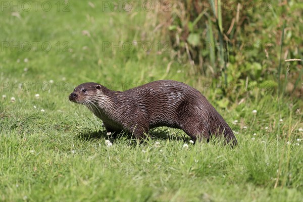 European otter