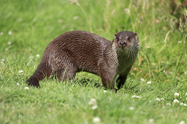 European otter