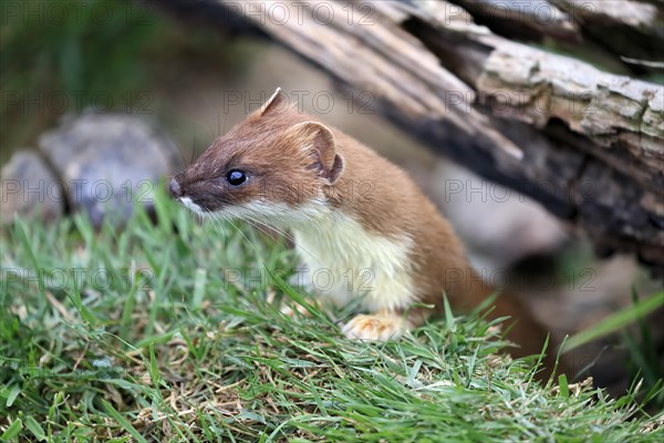 Ermine