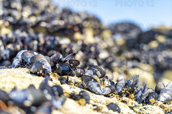Mussels Mytilidae on a rock