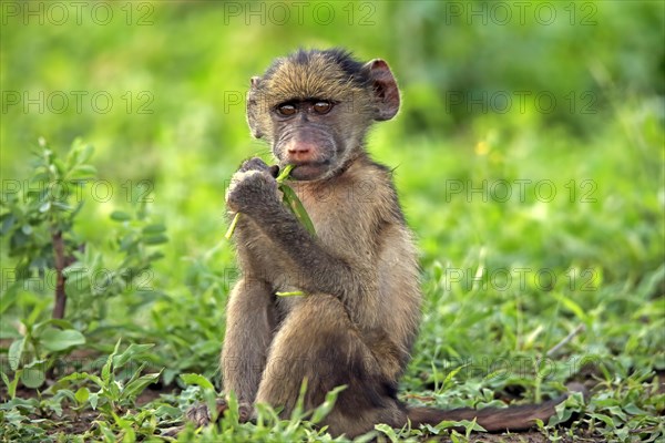 Bear baboon