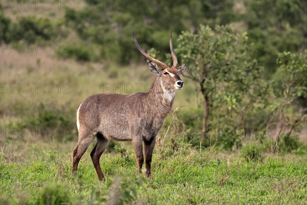 Ellipsen waterbuck