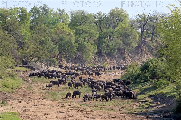 Cape buffalo