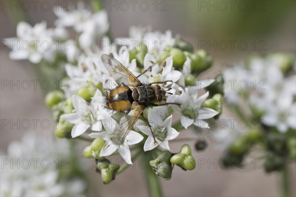 Hedgehog fly