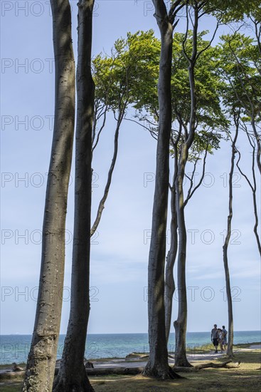 Ghost forest in Nienhagen