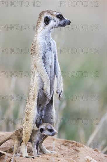 Suricate