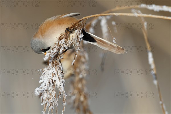 Bearded reedling