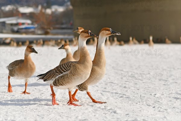 Wild swan gooses walking in snow along the River Neckar in Heidelberg. Originally migratory birds that stayed in the cold European weather