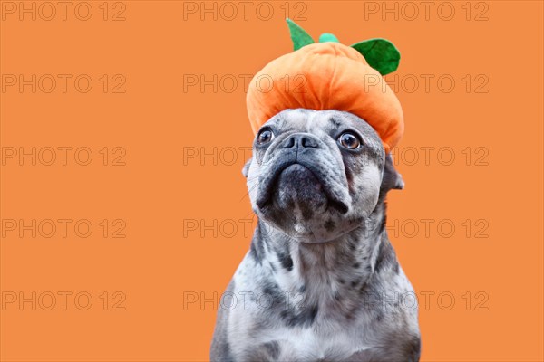 Funny French Bulldog dog with Halloween pumpkin hat on orange background