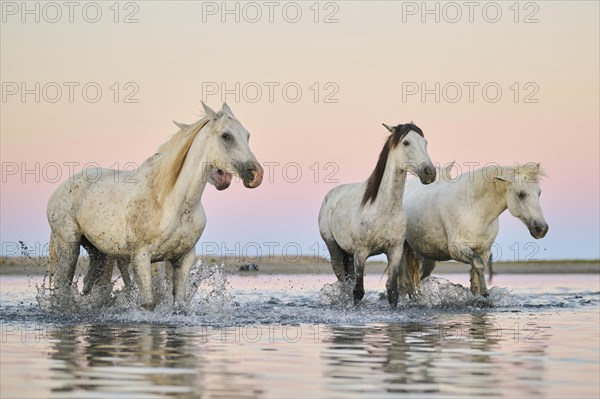 Camargue horses walking through the water at sunrise