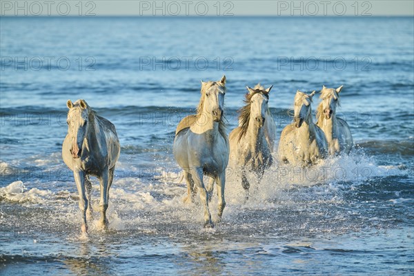 Camargue horses running out of the sea on a beach in morning light