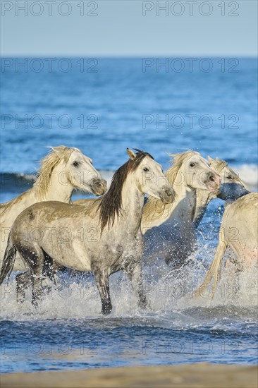 Camargue horses running out of the sea on a beach in morning light