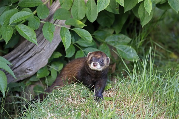 European polecat