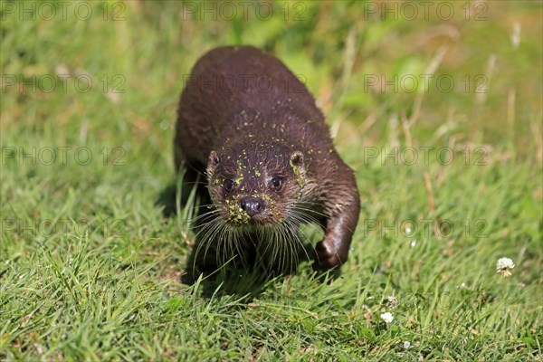 European otter