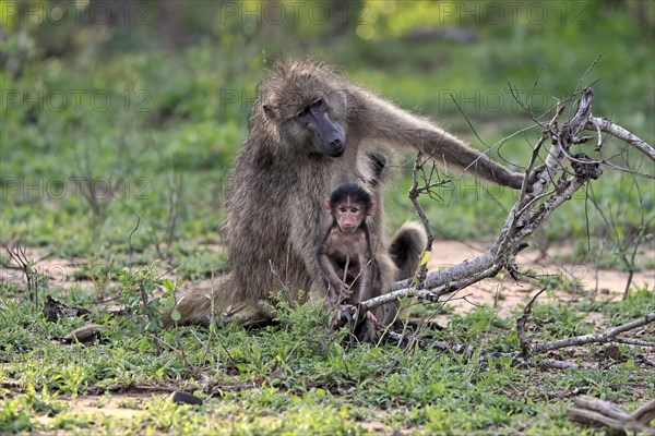 Bear baboon