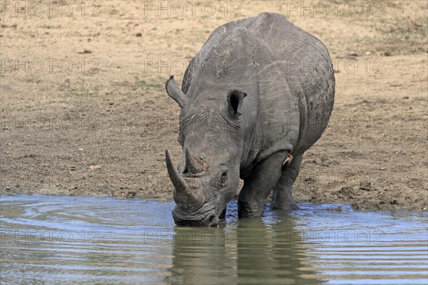 White rhinoceros