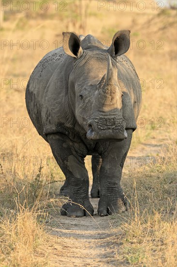 White rhinoceros