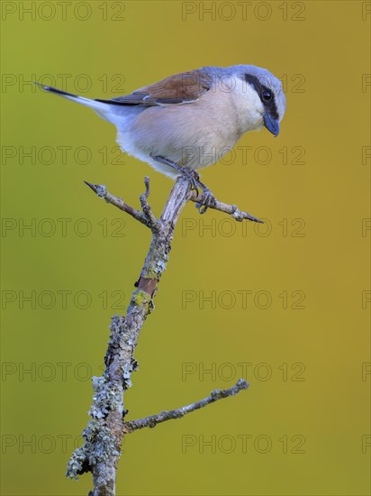 Red-backed Shrike