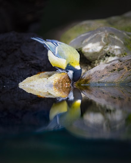 Great Tit