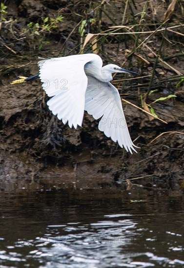 Little Egret