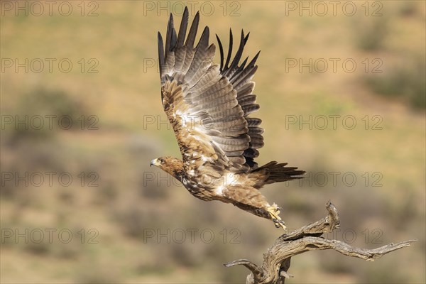 Tawny Eagle