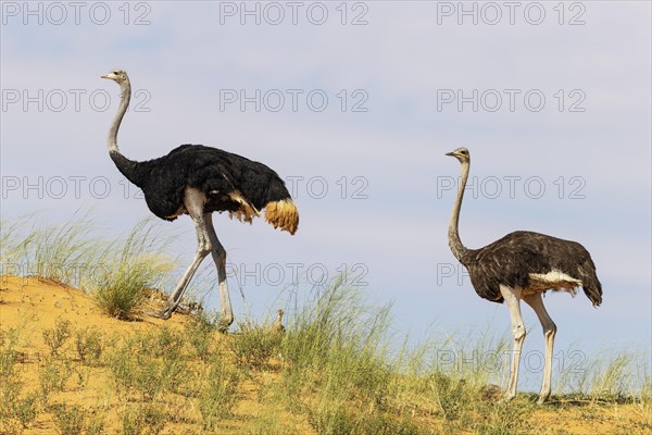 Ostrich