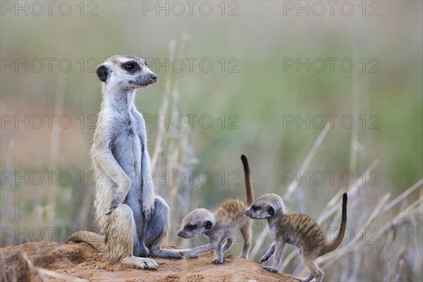 Suricate